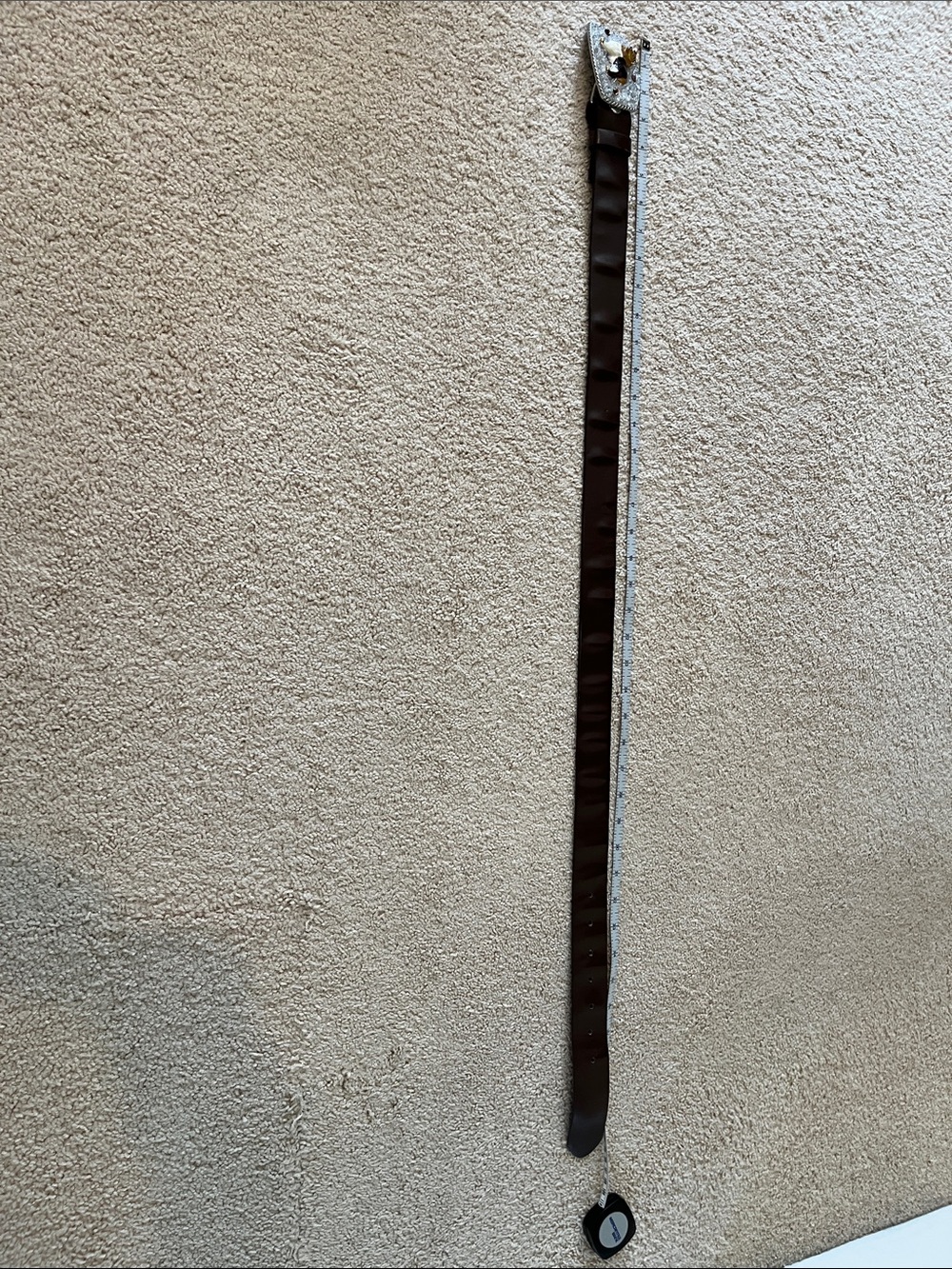 Dark Brown Leather Belt with Silver Buckle Collie Dog